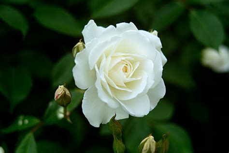 薔薇 種 白色五行屬性